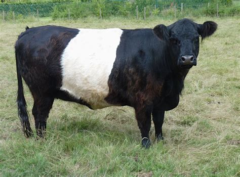 Pasture raised beef has higher Omega 3's and has been shown to help lower "bad" fatty acids, cholesterol, and triglycerides. . Belted galloway for sale